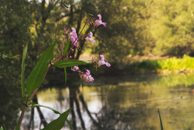 Weiher