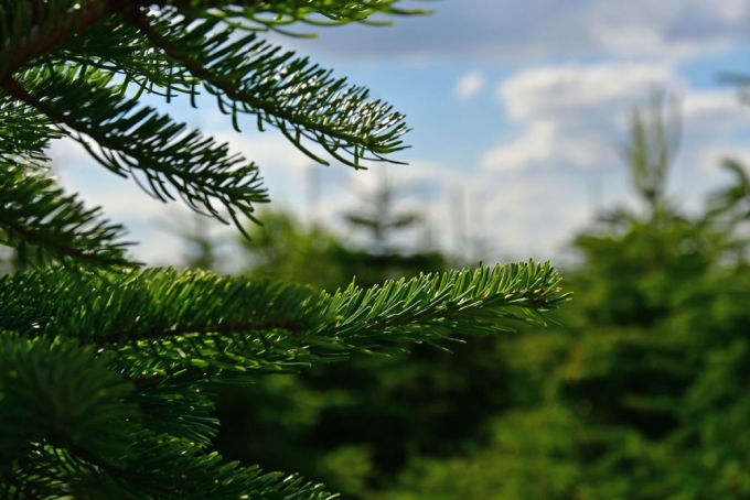 Weihnachtsbaum